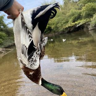 赣州安远正宗溪流放养谷物喂养小青头公鸭绿头鸭公麻鸭公一二三年