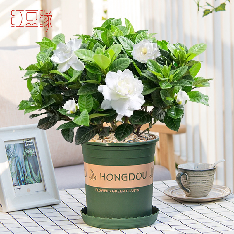 栀子花大盆栽开花卉绿植四季开花客厅室内办公桌植物水培盆景