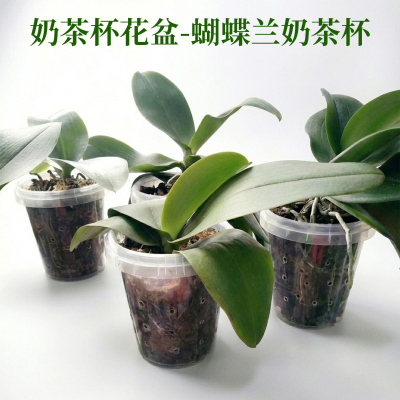 蝴蝶兰绿植花盆杯1000ml透气盆栽