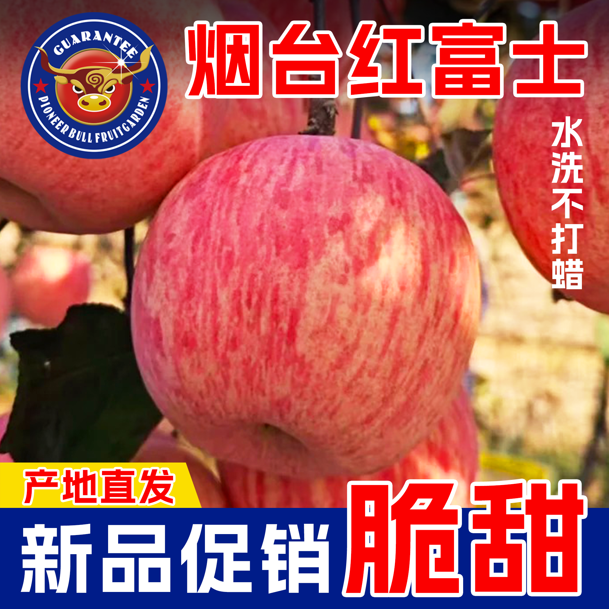 【特价】正宗山东烟台富士苹果片条纹新鲜脆甜产地直发包邮二级果