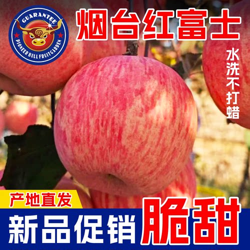 特价山东富士苹果脆甜爆汁