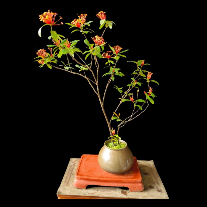 海岛龙船花小叶开花盆景一物一拍