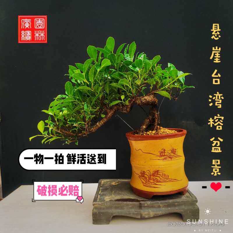 悬崖台湾榕老桩盆景气根榕阳台