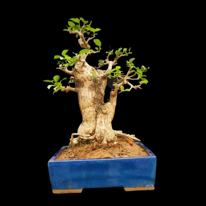 矮霸老桩三角梅盆景阳台客厅净化空气勒杜鹃开花盆栽易活花卉包邮