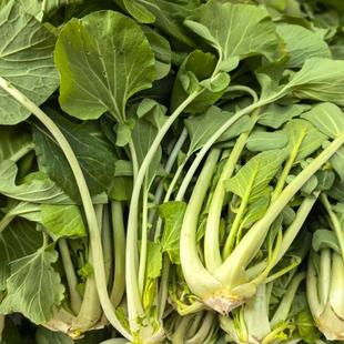 湖北广水土特产高杆白菜芯箭杆白菜苔打霜新鲜白菜种子白杆菜腌菜
