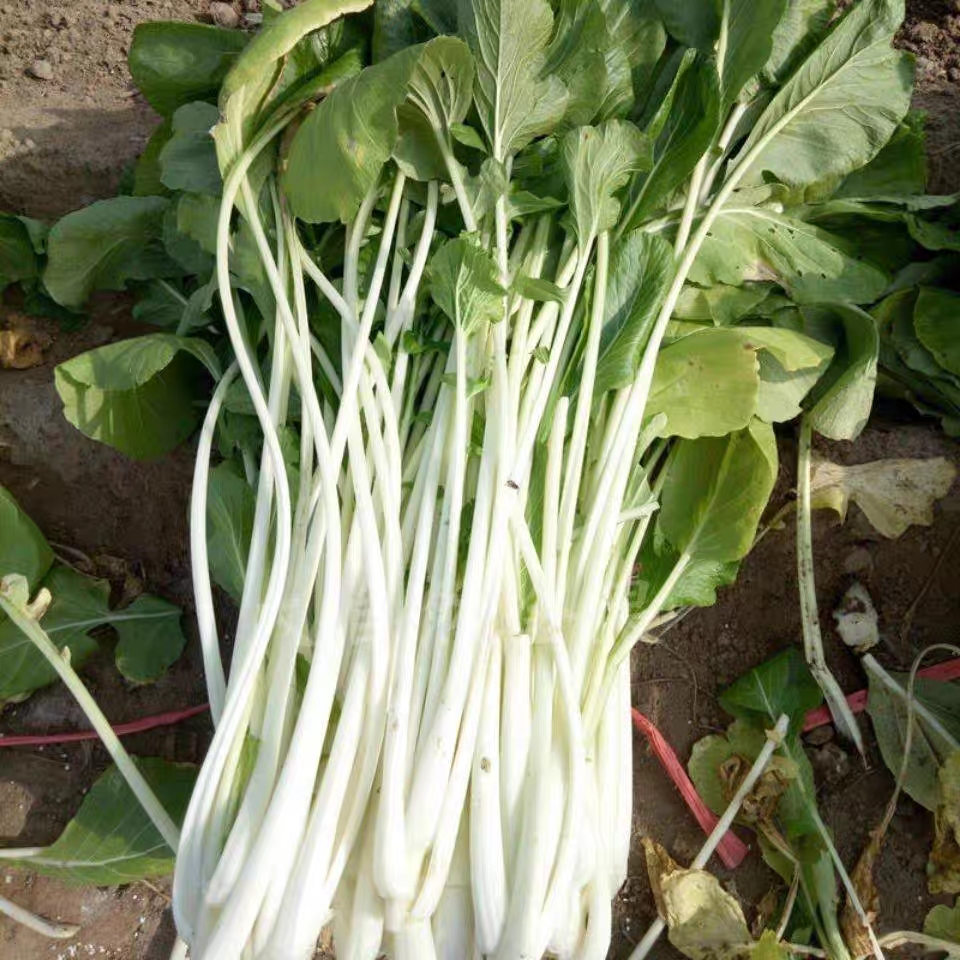 湖北广水土特产高杆白菜芯箭杆白菜苔打霜新鲜白菜种子白杆菜腌菜