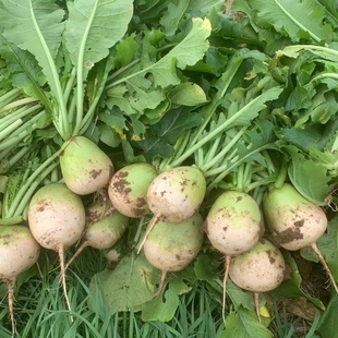 湖北随州广水特产半头青萝卜本地新鲜白萝卜沙窝地圆萝卜5斤包邮