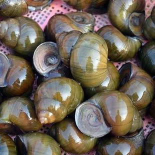 顺丰快递田螺鲜活淡水养殖大种螺螺蛳苗活体中华大圆田螺厚壳包活