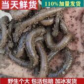 鲜活青蚯蚓钓黄鳝活体黑蚯蚓特大臭蚯蚓松土蚯蚓垂钓钓鱼活饵