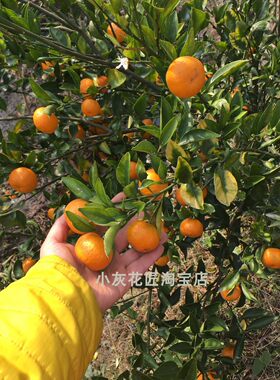 盆栽南丰蜜桔庭院果树苗包邮