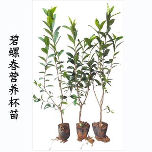 营养杯洞庭碧螺春茶苗碧螺春春群体种茶叶树苗无纺布袋绿茶熟桩