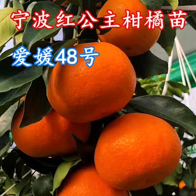 宁波基地直销红公主28红美人树苗