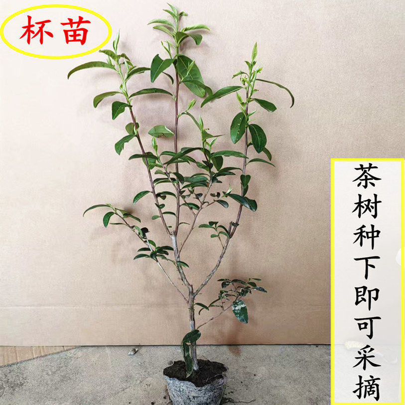 含盆带土龙井茶树苗 毛尖碧螺春绿茶苗 盆栽黄金芽铁观音营养杯茶