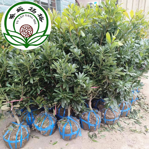 浙江余姚盆栽果树苗黑炭杨梅