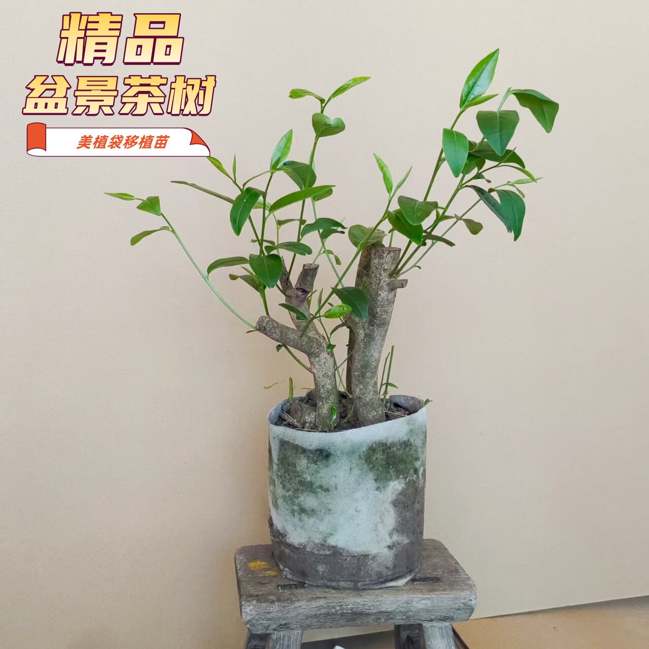 精品碧螺春树苗盆栽带盆庭院图片