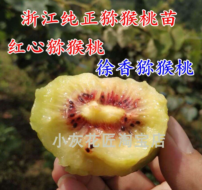 浙江红阳红心猕猴桃苗 盆栽徐香猕猴桃苗猕猴桃明年结果1米高大苗
