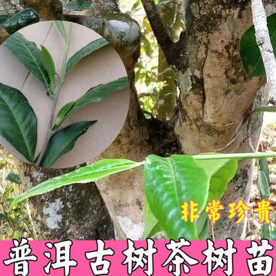 一颗普洱茶树苗盆栽大叶