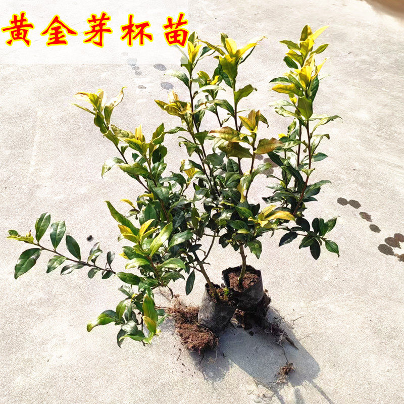原土袋装黄金芽茶苗黄金叶营养杯苗中黄一号无纺布袋苗黄龙井茶苗