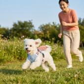 新款 不勒脖宠物胸背防爆冲狗绳 天使翅膀狗狗胸背带中小型犬背心式