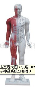 84CM人体针灸模型(左边皮下组织显示神经系统分布等)针灸模型