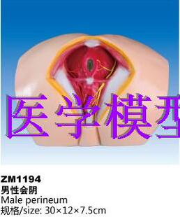 ZM1194男性会阴