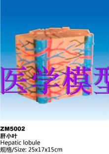 ZM5002肝小叶