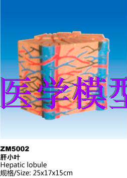 ZM5002肝小叶