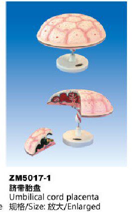 ZM5017-1脐带胎盘解剖模型