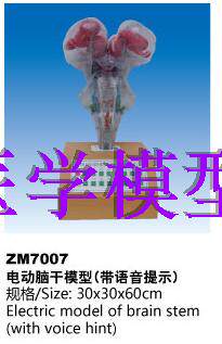 ZM7007电动脑干解剖模型