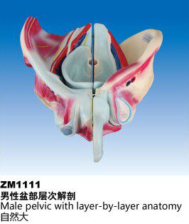 ZM1111男性盆部层次解剖