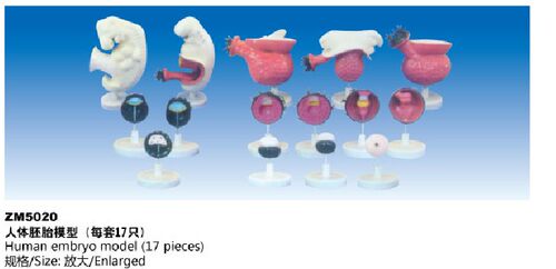 ZM5020人体胚胎模型解剖模型