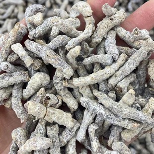 云南深山中药材原料 僵蚕野外生 白僵蚕 江虫 炒僵蚕麸炒僵蚕