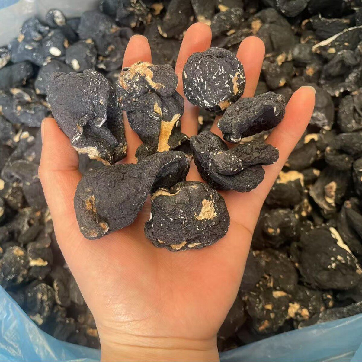 乌灵参野外生黑柄炭角菌炭棒
