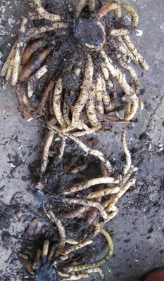 君子兰蹶子头群兰老根好成活