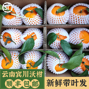 云南大理宾川一级沃柑现摘现发新鲜水果橘子大果5斤整箱顺丰包邮