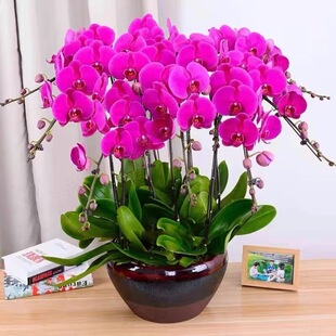 蝴蝶兰盆栽带花剑四季开花客厅装饰绿植新手易养净化空气