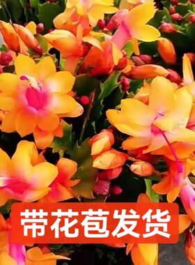 进口黄色蟹爪兰盆栽室内阳台花卉