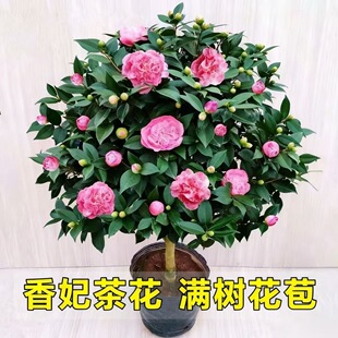 老桩香妃茶花盆栽带花苞浓香型室内树苗四季开花耐寒四季花卉山茶