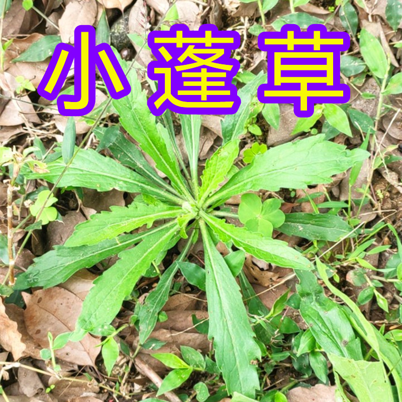 新鲜小蓬草破布艾竹叶艾臭艾小山艾飞整棵1斤中草药食用