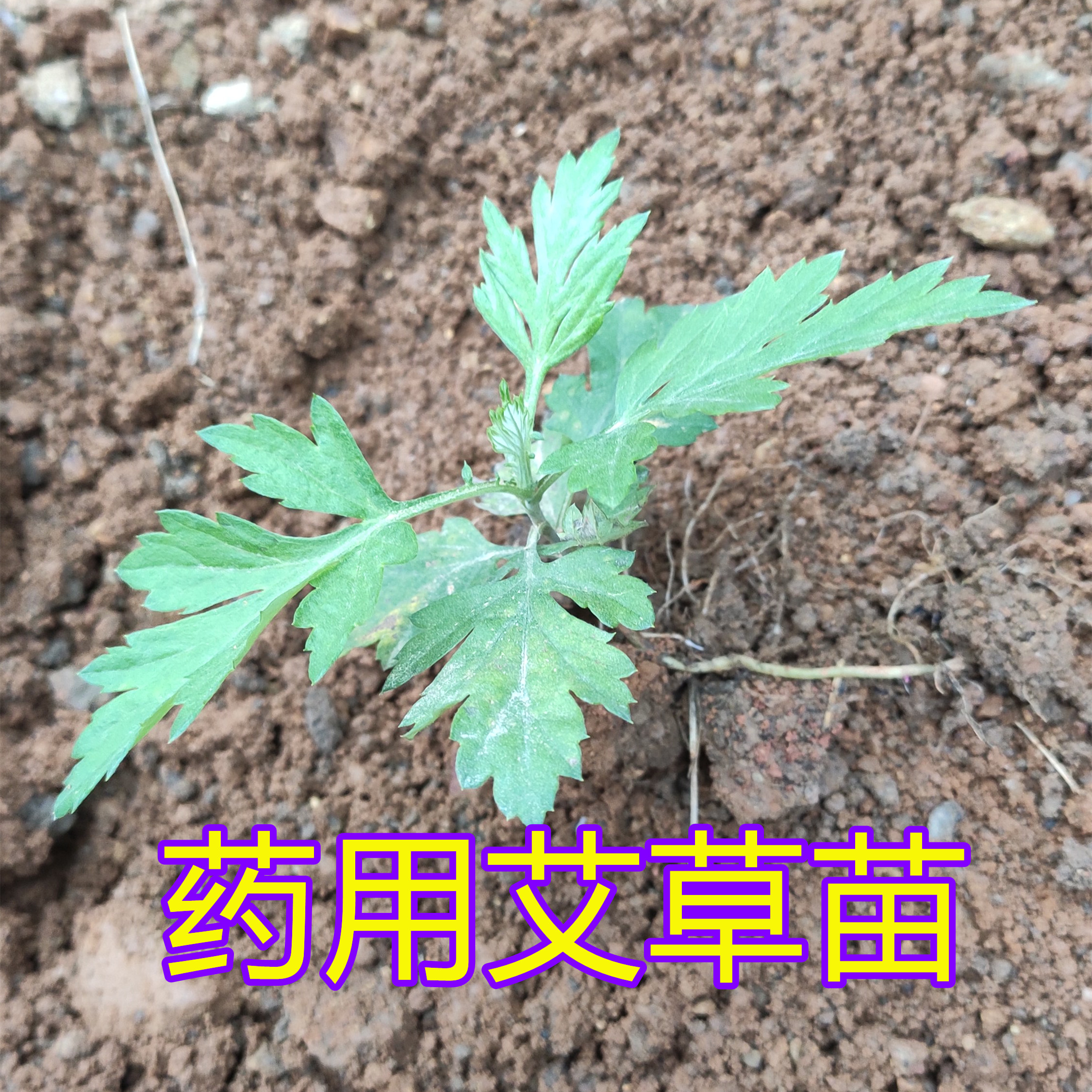 中草药用艾草苗盆栽驱蚊草艾种大叶艾草根种子四季种植正宗蕲艾苗