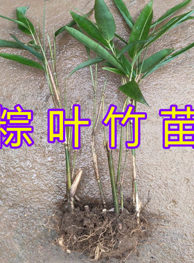 粽叶竹苗叶种子大粽叶苗粽子叶种子粽子叶苗粽子吧种植苗阔叶箬竹