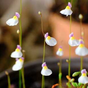 海妖女狸藻带花高品质雨林缸生态缸微景观食虫植物小白兔狸藻苔藓