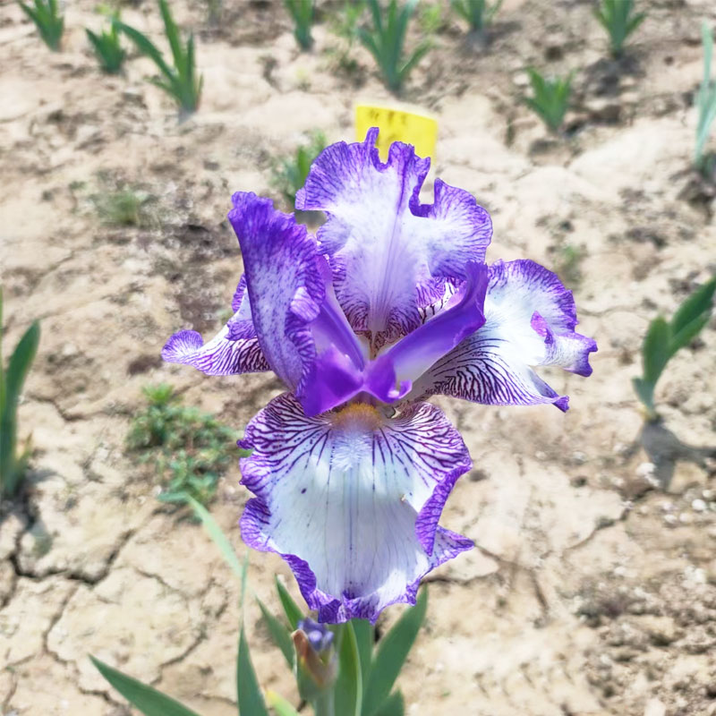 鲁馨花境德国鸢尾现货多年生花镜