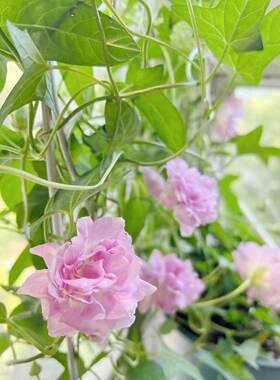 鲁馨花卉  缠枝牡丹花苗 藤牡丹 多年生耐寒耐热藤本宿根花卉