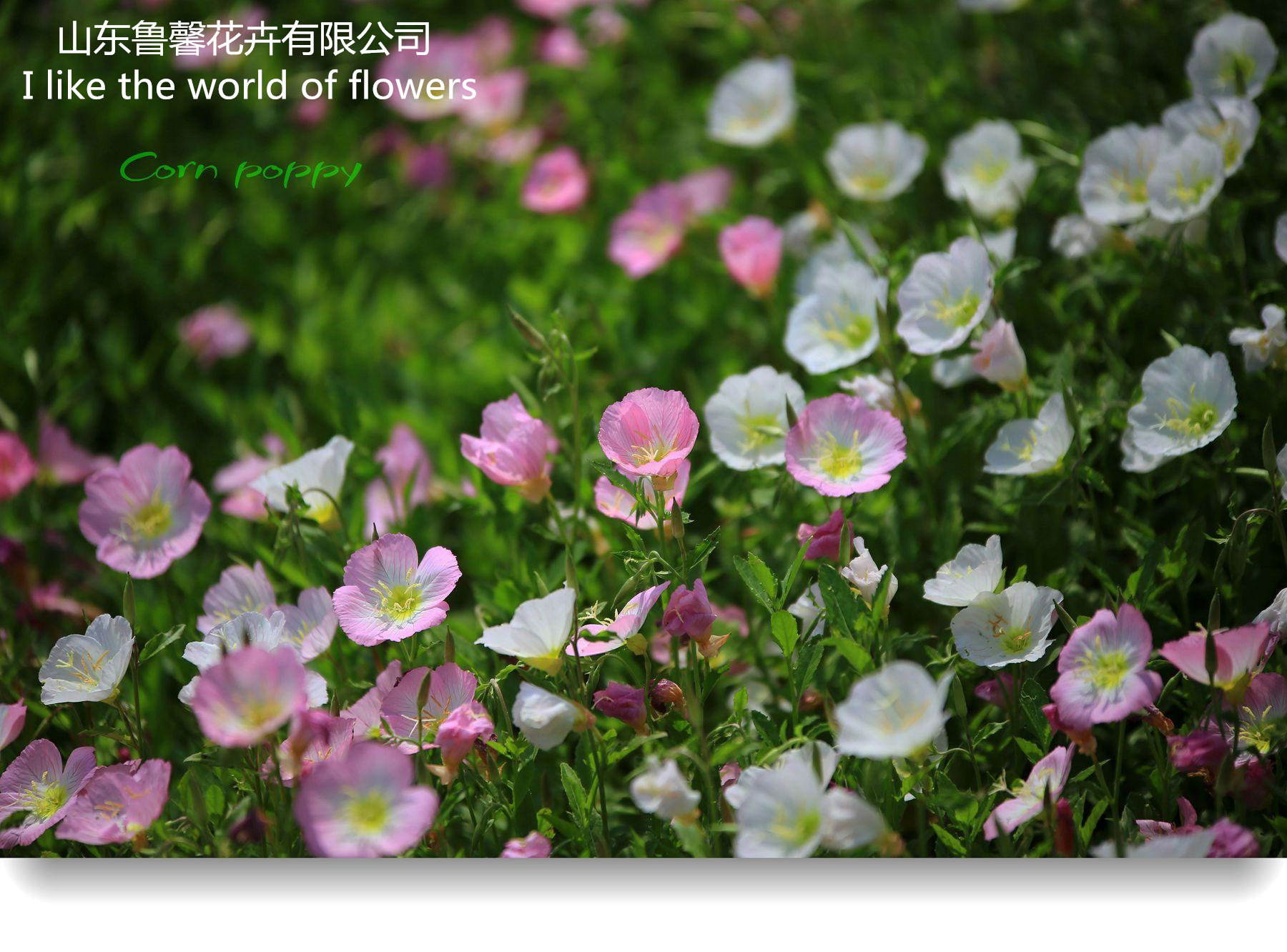 【鲁馨】美丽月见草盆苗 多年生耐寒宿根花卉 庭院 阳台