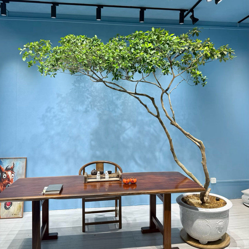 网红海岛栀子花春花老桩茶室内绿植飘枝四季常绿耐阴茶桌庭院造景