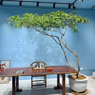 网红海岛栀子花春花老桩茶室内绿植飘枝四季常绿耐阴茶桌庭院造景