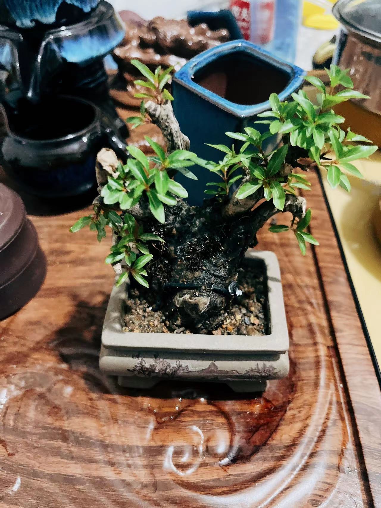 水杨梅老鸦柿金豆老鸭柿黄荆舍利镂空老桩盆景盆栽绿植微一物一拍