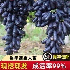 蓝宝石葡萄树苖盆栽树苗蓝宝石巨峰无籽葡萄苗南方种植地栽盆栽苗