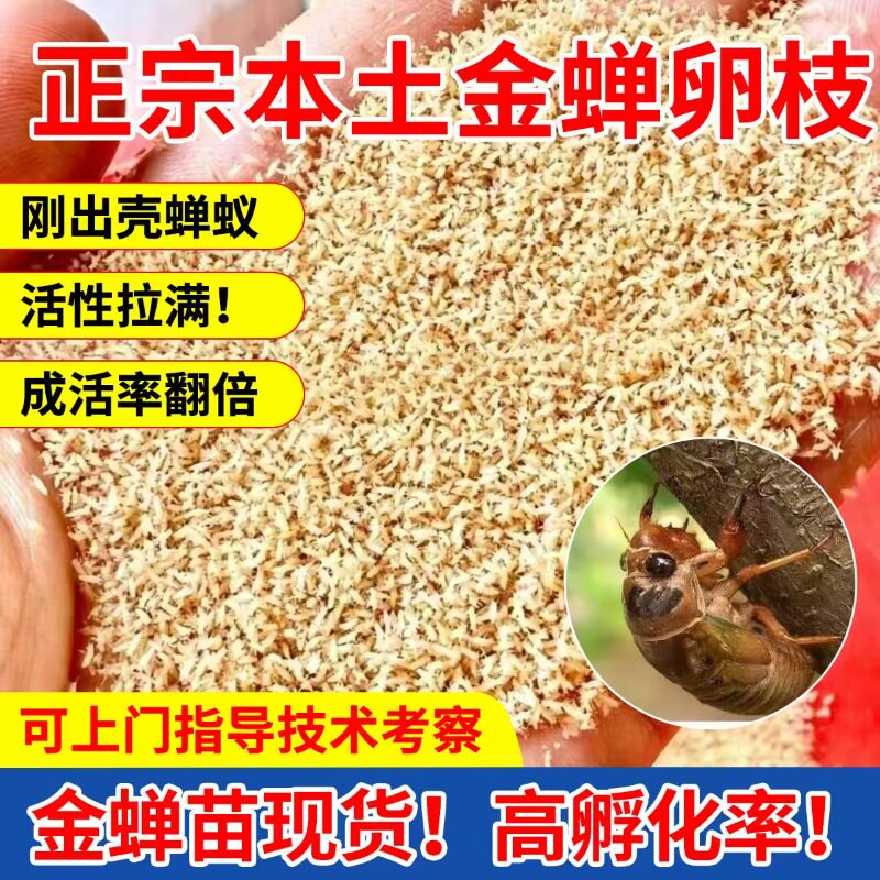 金蝉幼苗爬叉种卵知了猴种子幼虫活体幼苗养殖地爬杈爬蝉活金蝉子